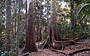 Mt Tamborine rainforest walk