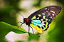  Cairns Birdwing - Australian Butterfly Sanctuary 