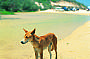 Native Dingo Fraser island