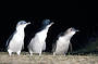 Phillip Island Penguin Parade Day Tour 