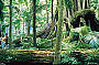Giant Rainforest Fig Trees