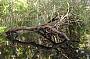 Reflections of Branch
