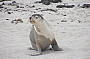 Seal Bay