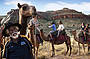 Harry and his camels