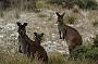 Kangaroos