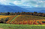 Yarra Valley Wine Country (K85)