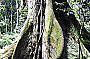 Black Booyong Tree