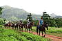 Cape Trib Horse Rides (Afternoon)