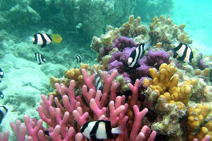 fraser island reef tours